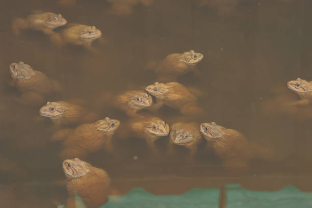Frog animal in organic farm