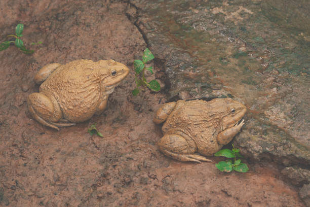 Frog animal in organic farm