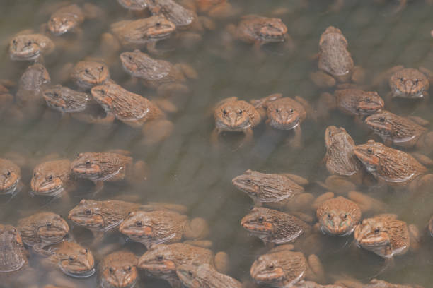 Frog animal in organic farm