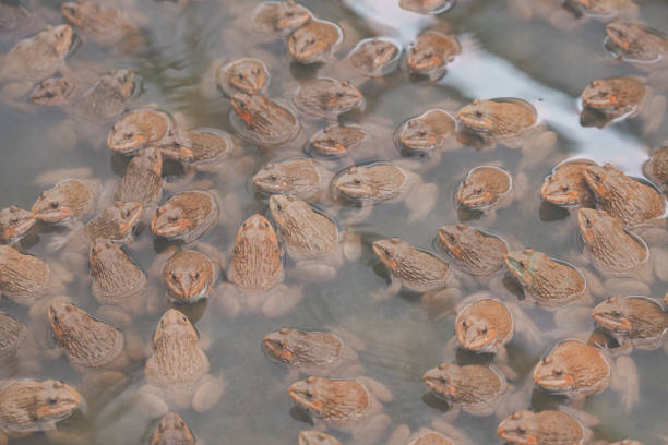 Frog animal in organic farm