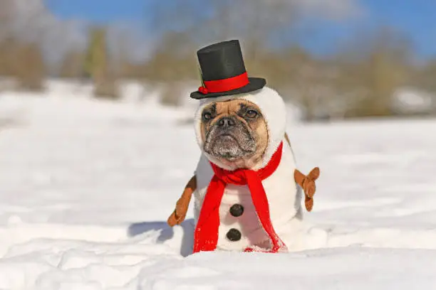 Photo of Snowman French Bulldog dog