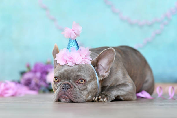 istock French Bulldog birthday party 1341797498