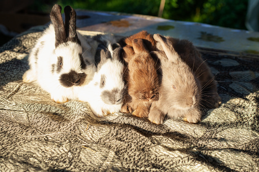 four small rabbits of different colors and different breeds are on the table. White, Red, Brown