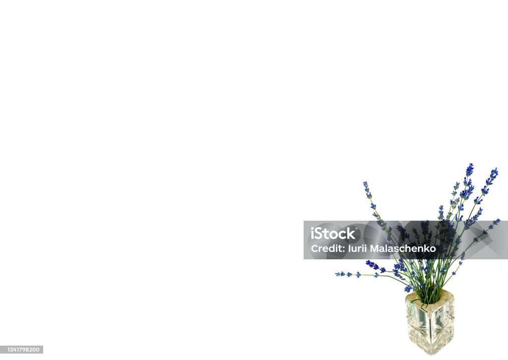 A bouquet of blue lavender flowers in a glass vase. A bouquet of blue lavender flowers in a glass vase on a white background. Lavandula angustifolia. A vase for flowers. Template for text. Background image. White background. Cabbage Rose Stock Photo