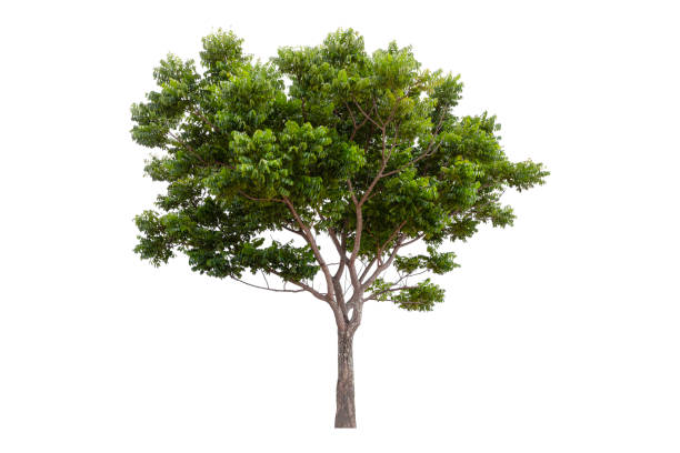 large green tree, neem tree isolated on white background, clipping path - azadirachta indica imagens e fotografias de stock