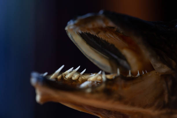 istock Pike on a dark background. Dried fish close-up. 1341798352