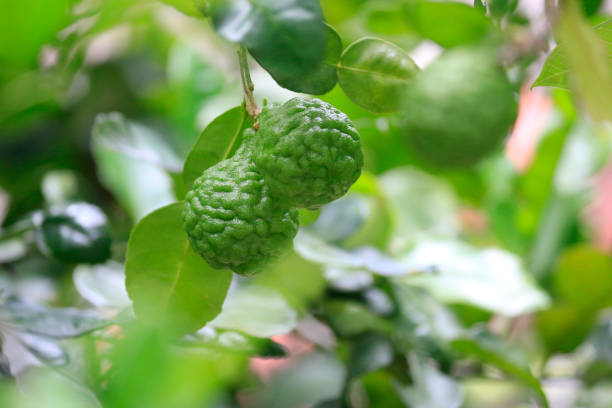istock Bergamot on a tree with blurred background, herbs and spices that are utilized as culinary ingredients. 1341798889