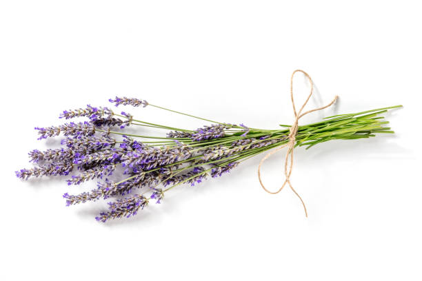 istock Lavender bouquet on a white background, a bunch of lavandula plants 1341799302
