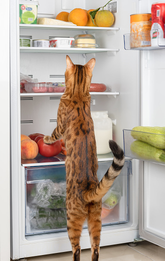 A hungry cat steals food from a white refrigerator