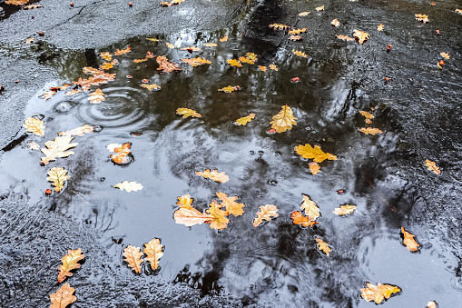 Fallen oak leaves fell into an autumn puddle. The time of year is autumn.