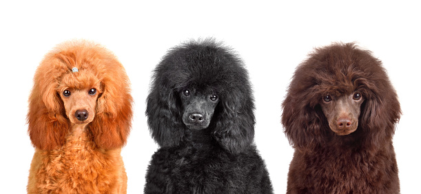 Group of funny toy black, apricot and chocolate poodle puppies sitting isolated on a white background