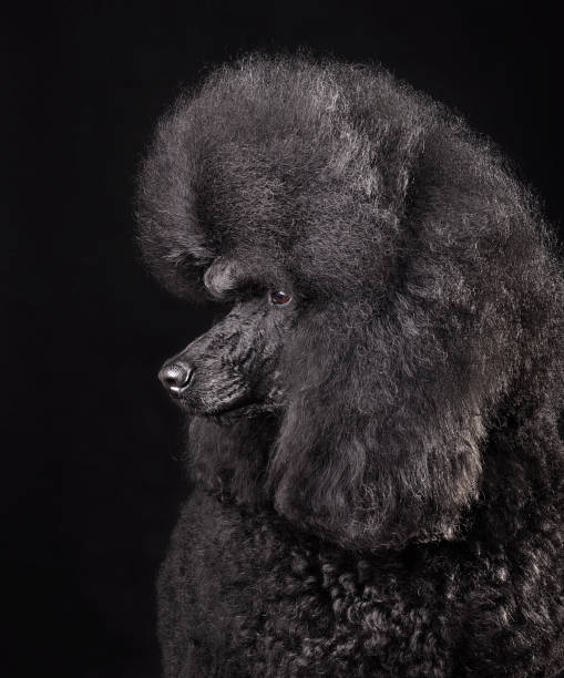 istock Beautiful royal black poodle 1341801950