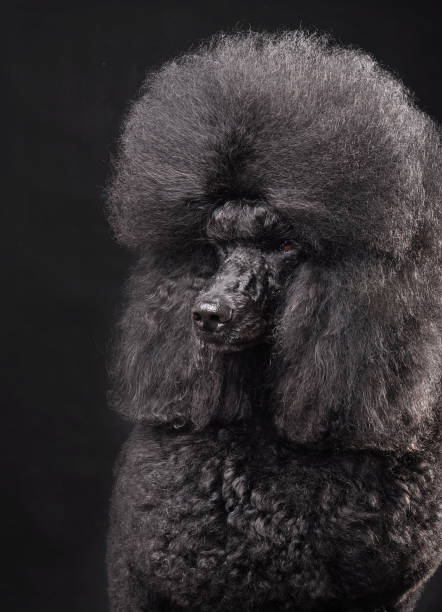 istock Beautiful royal black poodle 1341801954