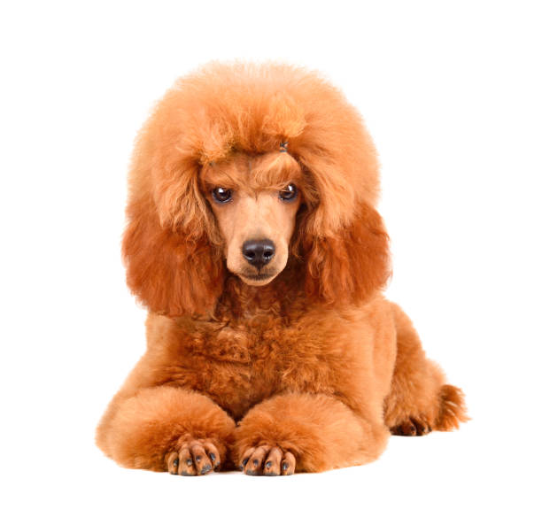istock Puppy of apricot poodle 1341802017