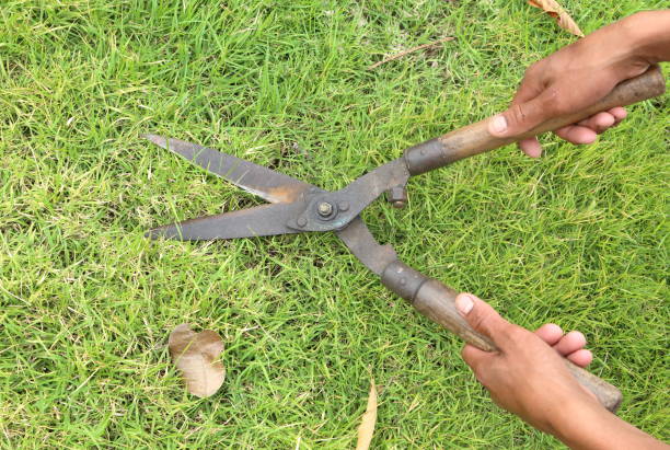 istock Mow the lawn in the field with grass shears 1341802686