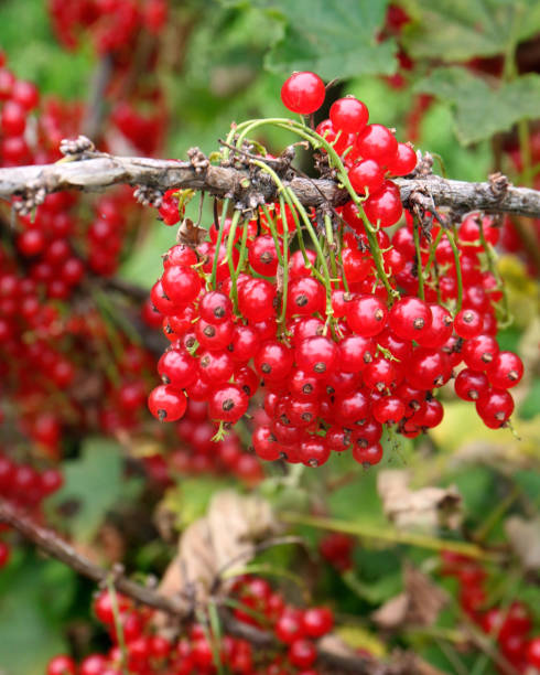 istock Red currant berries on a bush, cluster of red currant berries 1341804201