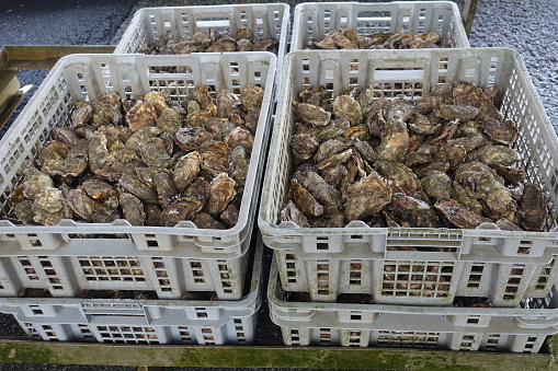 Oyster yard  Baskets full of oysters for sale