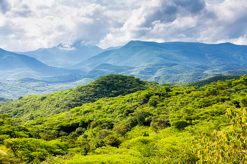 Panoramic view of the trees in the Sierra de Querétaro, Mexico.