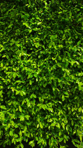 istock Green leaves in the garden. 1341805314