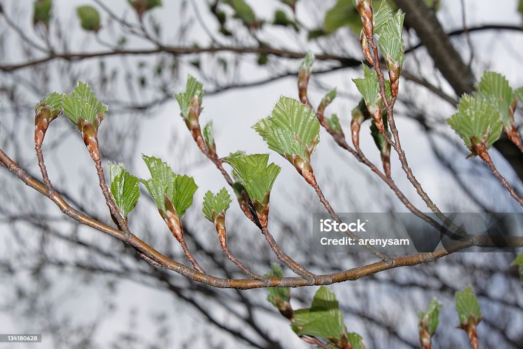 Bud de beech - Foto de stock de Biodiversidade royalty-free