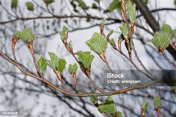 Foto de Bud De Beech e mais fotos de stock de Biodiversidade - Biodiversidade, Epiderme de Folha, Faia - Árvore de folha caduca