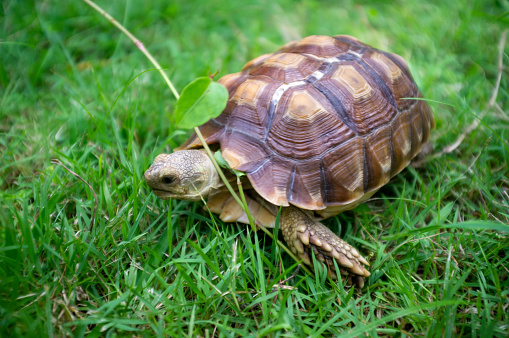 Turtle walking in he garden