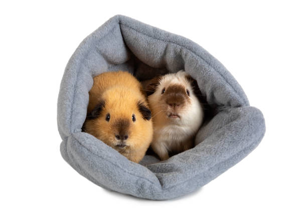 Cute funny guinea pigs and hay outdoors, closeup