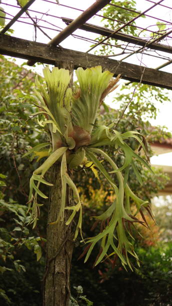 Horn spikes or Platycerium Horn spikes or Platycerium willinckii, hanging epiphytic plants that can be attached to boards or baskets on the tree or wall. platycerium bifurcatum stock pictures, royalty-free photos & images