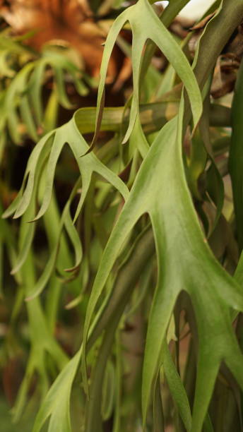 Horn spikes or Platycerium Horn spikes or Platycerium willinckii, hanging epiphytic plants that can be attached to boards or baskets on the tree or wall. platycerium bifurcatum stock pictures, royalty-free photos & images