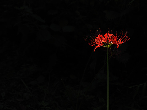 Red spider lily flower