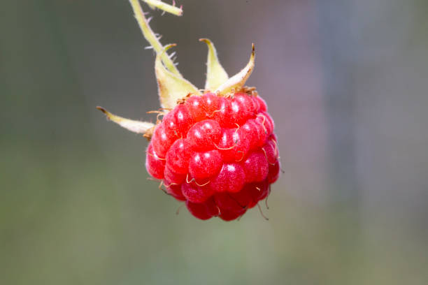 istock Ripe raspberry in the fruit garden. Raspberry bushes with berries 1341808863