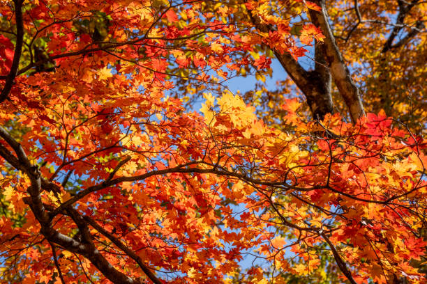 hojas de arce de otoño, escena de la naturaleza japonesa - november tranquil scene autumn leaf fotografías e imágenes de stock