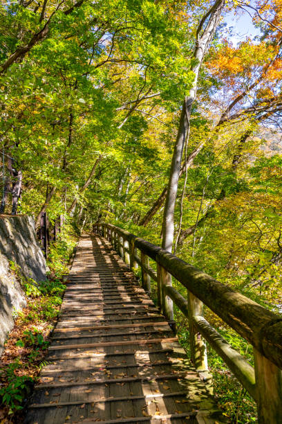 istock Autumn maple leaves, Japanese nature scene 1341813801