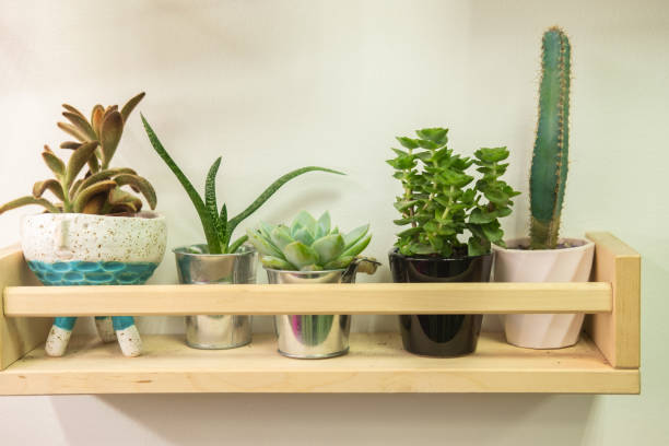 istock Succulent plants in different flower pots. Indoor plants in the interior 1341814849