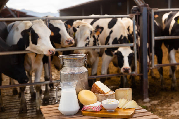 istock Image of dairy products on the farm 1341815331
