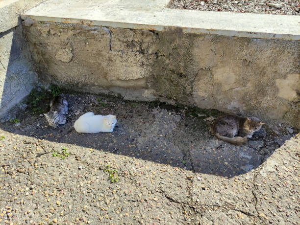 istock Group of cats sit on the street 1341815411