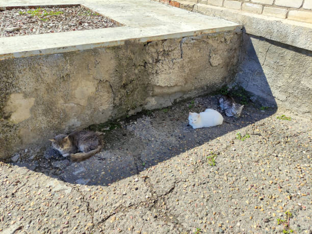 istock Group of cats sit on the street 1341815412