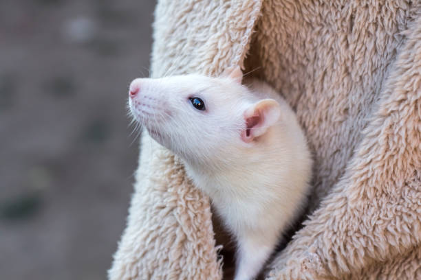 29,964 Pet Rat Stock Photos, Pictures & Royalty-Free Images - iStock |  Woman pet rat, Cute pet rat