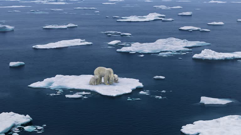 Three polar bears are walking on melting the Arctic sea.