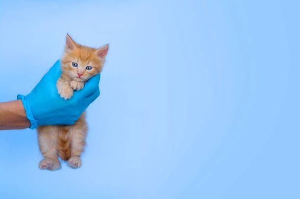 un gatito de jengibre cuelga de la mano de un veterinario con guantes médicos azules sobre un fondo azul. clínica veterinaria para mascotas. banner horizontal con lugar para texto - vacunación, alergia. - examining medicine healthcare and medicine beauty in nature fotografías e imágenes de stock