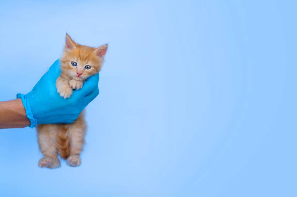 a ginger little kitten hangs on the hand of a veterinarian in blue medical gloves on a blue background. veterinary clinic for pets. horizontal banner with place for text - vaccination, allergy. - examining medicine healthcare and medicine beauty in nature imagens e fotografias de stock