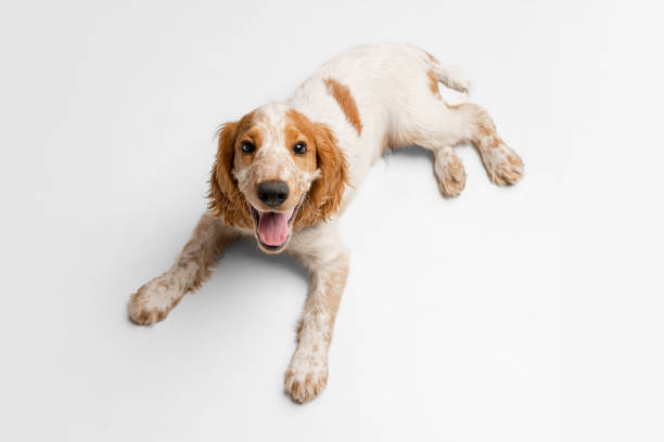 istock Cute smiling Cocker Spaniel dog lying on floor and looking upwards isolated over white background. Top view 1341818109