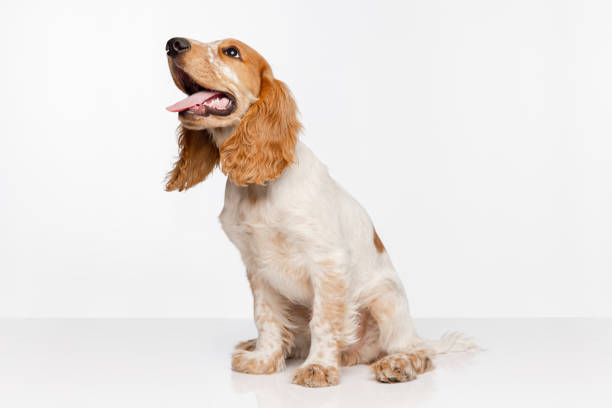 Joyful Cocker Spaniel dog sitting and looking upward isolated over white background. Begging to play. Concept of motion, movement, pets love, animal life. Looks happy. Copyspace for ad