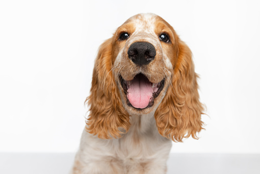 Cute smiling Cocker Spaniel dog isolated over white background. Close-up muzzle. Concept of movement, pets love, animal life, domestic animals. Looks happy, graceful. Copyspace for ad