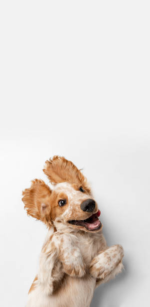 istock Cute, funny, playful Cocker Spaniel dog lying with paws up isolated over white background. Smiling muzzle 1341818128