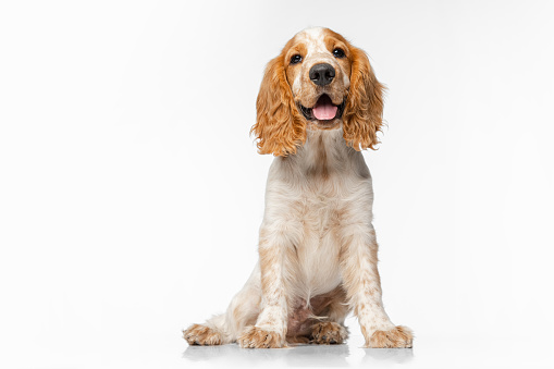 A large, multi-coloured, mixed breed dog lays down in a studio set with a white background, as he poses for a portrait.