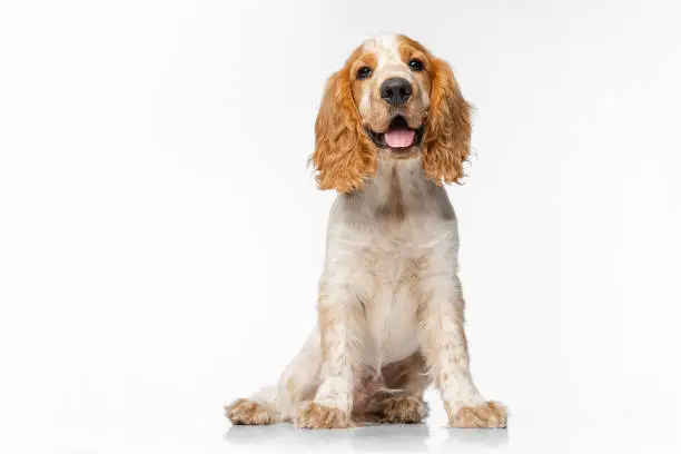Photo of Cute and sweet Cocker Spaniel dog with tongue sticking out sitting isolated over white background