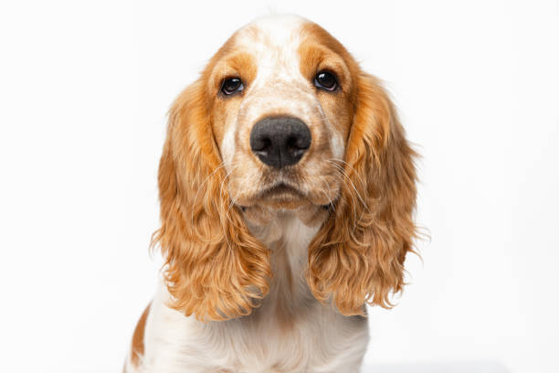 istock Close-up muzzle of beautiful Cocker Spaniel dog isolated over white background. Devoted friend 1341818131