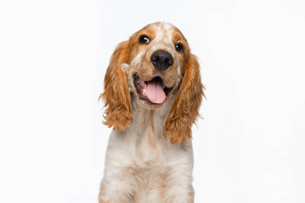istock Smiling muzzle of Cocker Spaniel dog isolated over white background. 1341818135