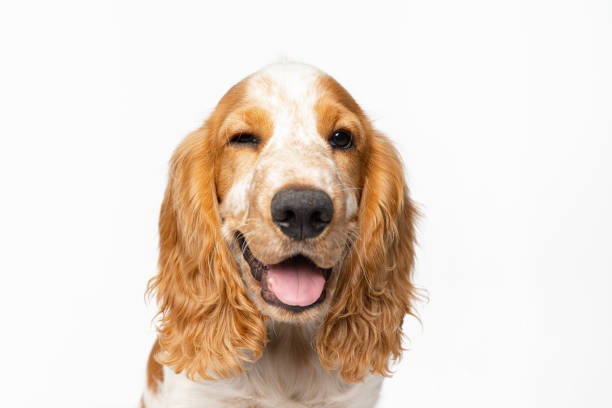istock Pretty smiling muzzle of Cocker Spaniel dog isolated over white background. Doggie winking 1341818138